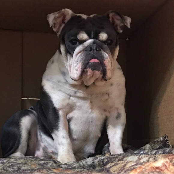 Meet your Posher, Luna ๐
๐ป๐๐๐ - Picture 10 of 11